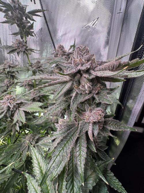 Baby Yoda & Ice Cream Cake. Week 14