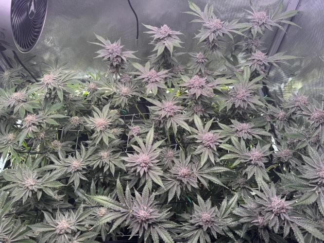 Baby Yoda & Ice Cream Cake. Week 14