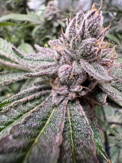 Baby Yoda & Ice Cream Cake. Week 14