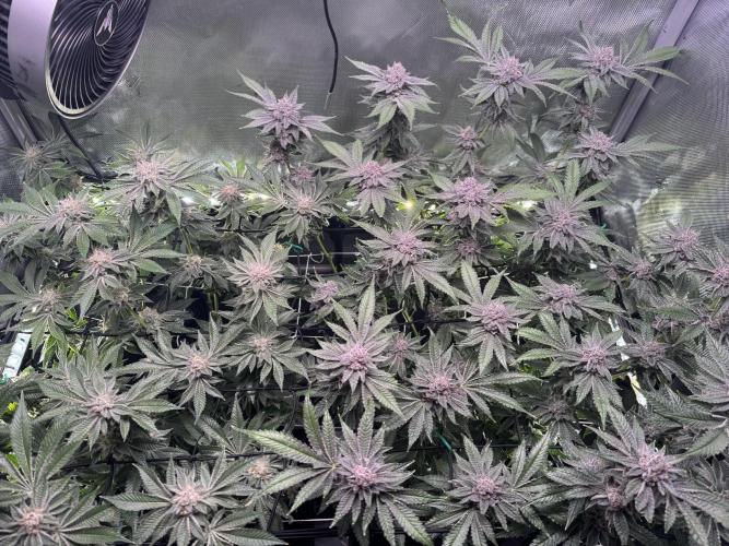 Baby Yoda & Ice Cream Cake. Week 14