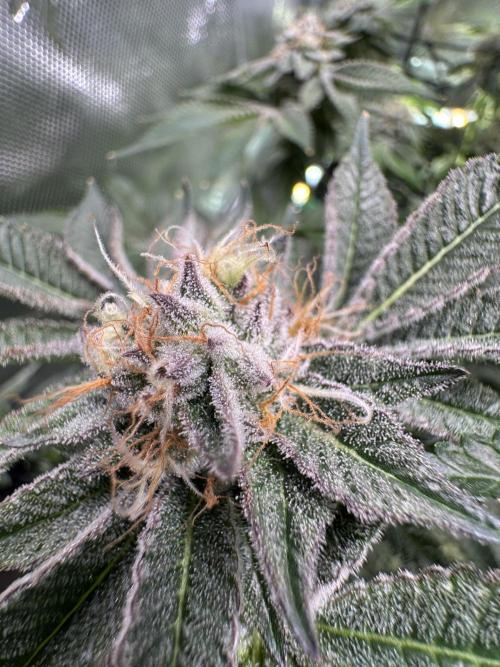 Baby Yoda & Ice Cream Cake. Week 14