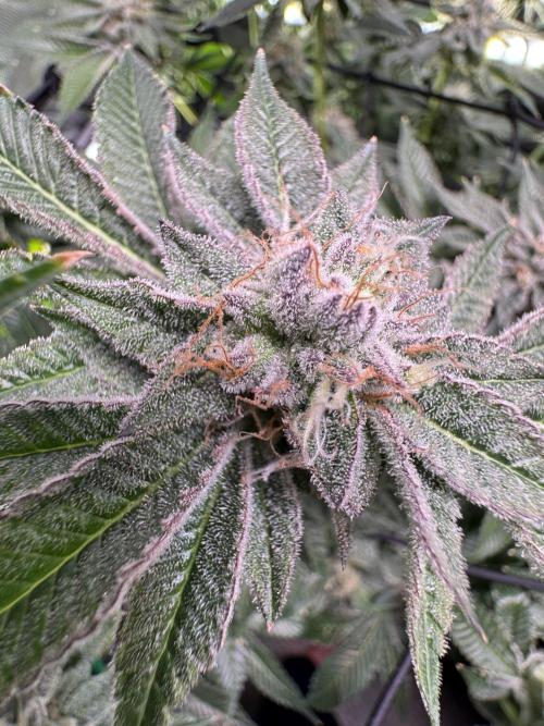 Baby Yoda & Ice Cream Cake. Week 14