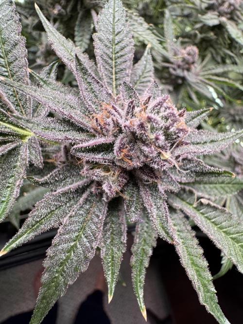 Baby Yoda & Ice Cream Cake. Week 14