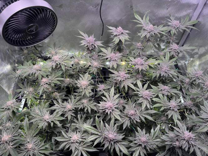 Baby Yoda & Ice Cream Cake. Week 14