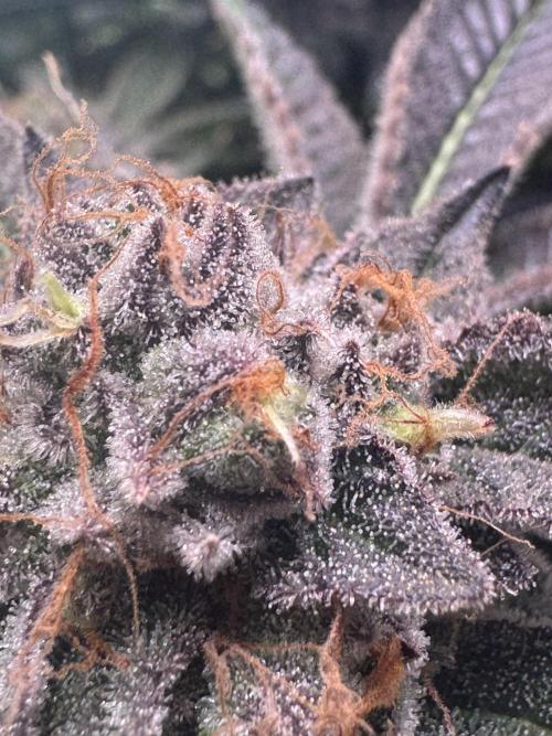 Baby Yoda & Ice Cream Cake. Week 15