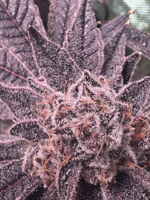 Baby Yoda & Ice Cream Cake. Week 15