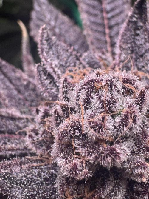 Baby Yoda & Ice Cream Cake. Week 15