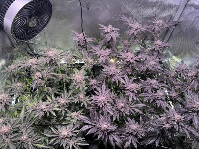 Baby Yoda & Ice Cream Cake. Week 15