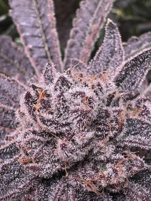 Baby Yoda & Ice Cream Cake. Week 15