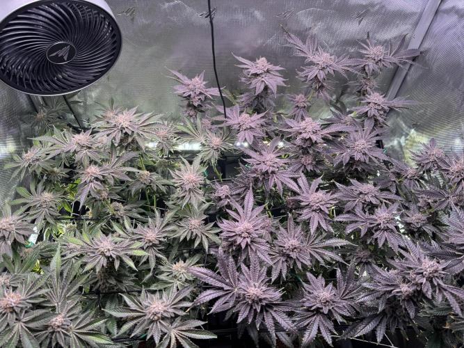 Baby Yoda & Ice Cream Cake. Week 15