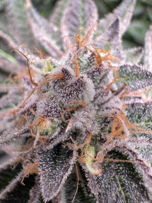 Baby Yoda & Ice Cream Cake. Week 15