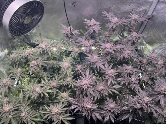 Baby Yoda & Ice Cream Cake. Week 15