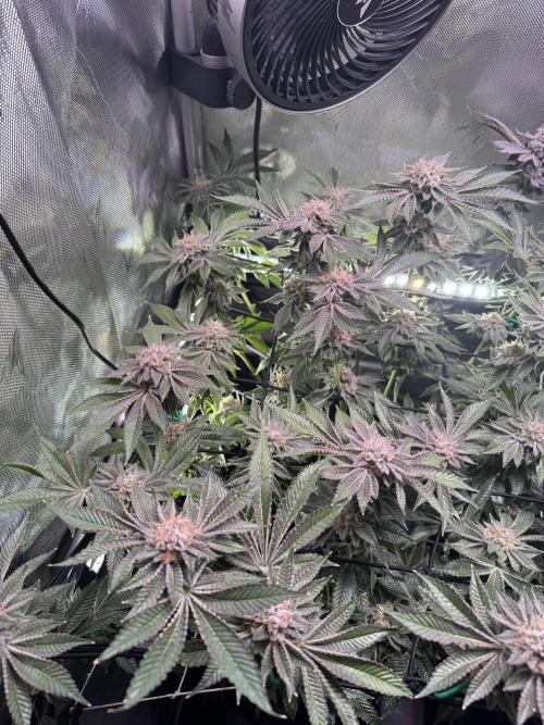 Baby Yoda & Ice Cream Cake. Week 15