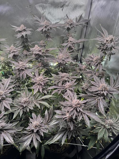 Baby Yoda & Ice Cream Cake. Week 15