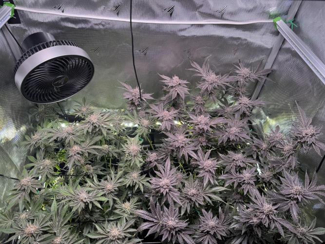 Baby Yoda & Ice Cream Cake. Week 15