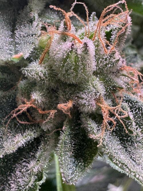 Baby Yoda & Ice Cream Cake. Week 15