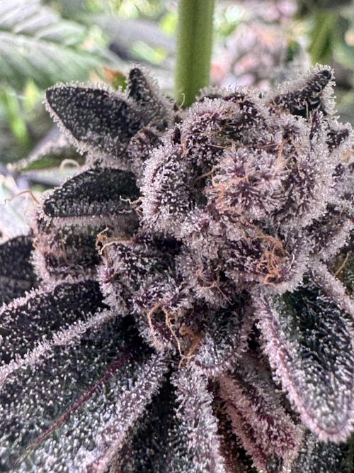 Baby Yoda & Ice Cream Cake. Week 15