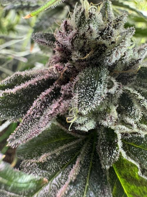 Baby Yoda & Ice Cream Cake. Week 15