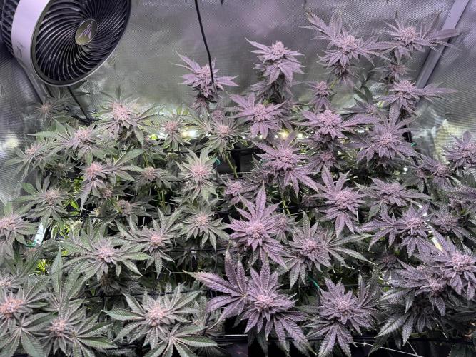 Baby Yoda & Ice Cream Cake. Week 15