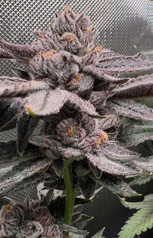 Baby Yoda & Ice Cream Cake. Week 15