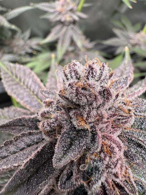 Baby Yoda & Ice Cream Cake. Week 15