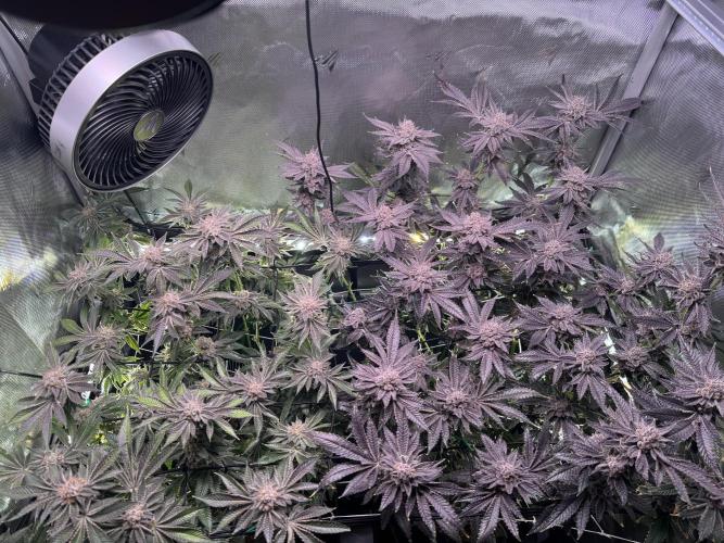 Baby Yoda & Ice Cream Cake. Week 16