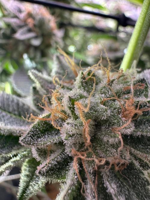 Baby Yoda & Ice Cream Cake. Week 16