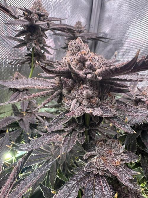 Baby Yoda & Ice Cream Cake. Week 16