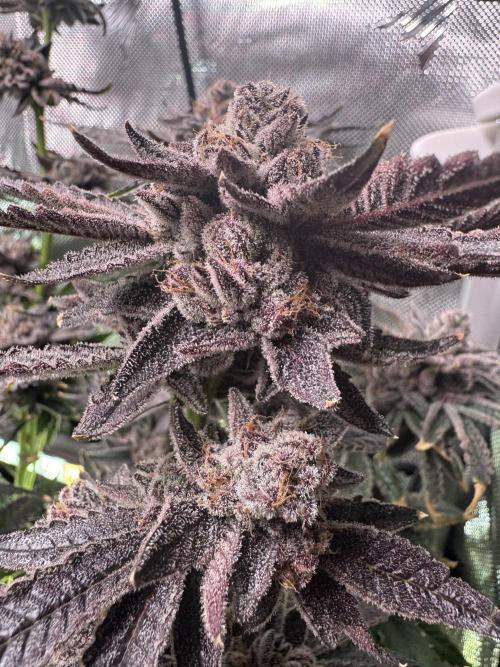 Baby Yoda & Ice Cream Cake. Week 16