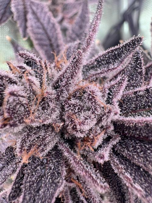 Baby Yoda & Ice Cream Cake. Week 16
