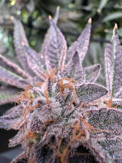 Baby Yoda & Ice Cream Cake. Week 16