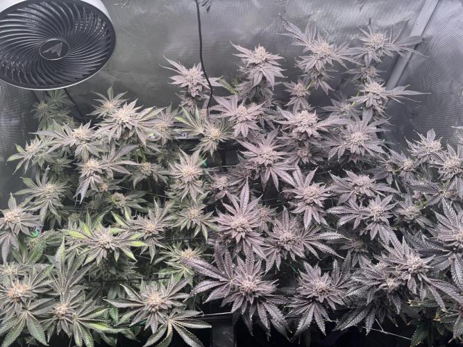 Baby Yoda & Ice Cream Cake. Week 16