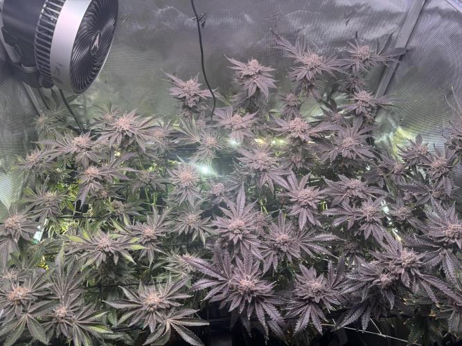 Baby Yoda & Ice Cream Cake. Week 16