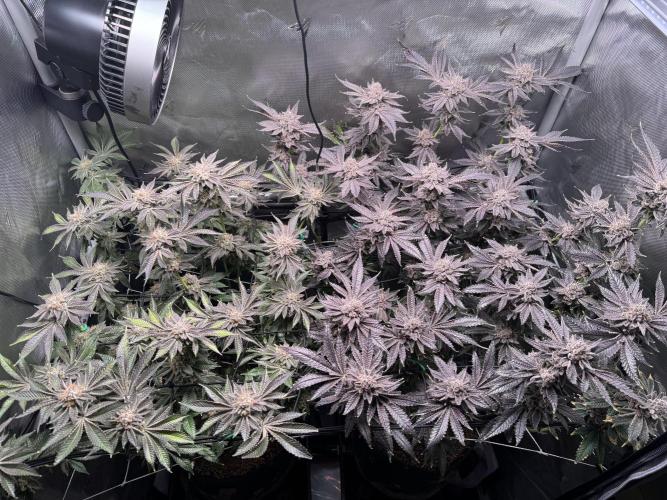 Baby Yoda & Ice Cream Cake. Week 16
