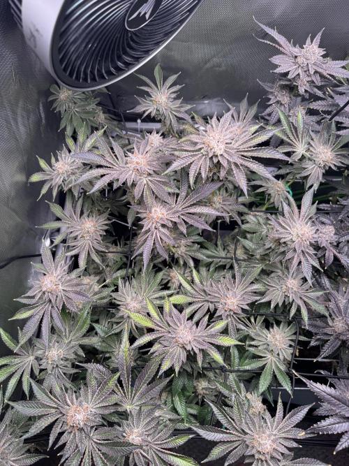 Baby Yoda & Ice Cream Cake. Week 16