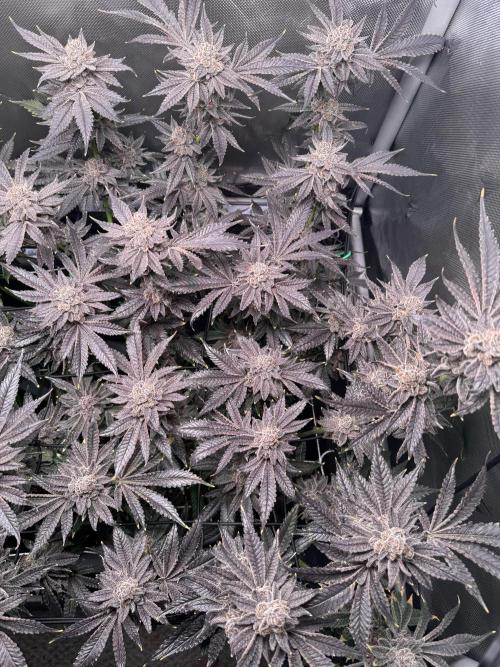 Baby Yoda & Ice Cream Cake. Week 16