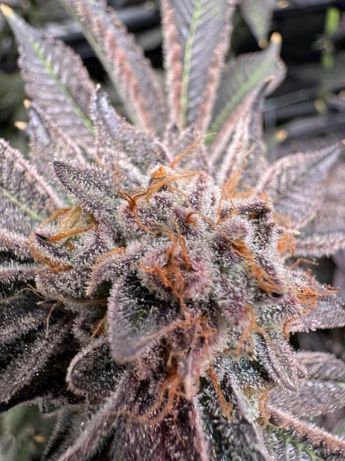 Baby Yoda & Ice Cream Cake. Week 16