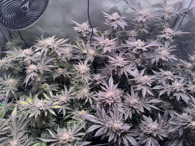 Baby Yoda & Ice Cream Cake. Week 16