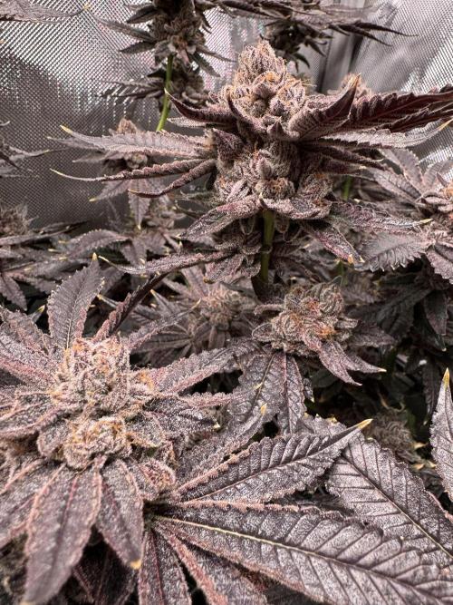 Baby Yoda & Ice Cream Cake. Week 16