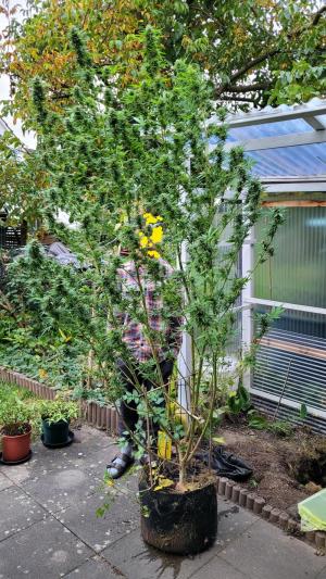 Comment by Seah53 photo #1