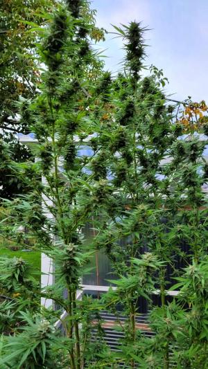 Comment by Seah53 photo #2