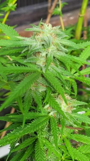 Comment by Seah53 photo #3