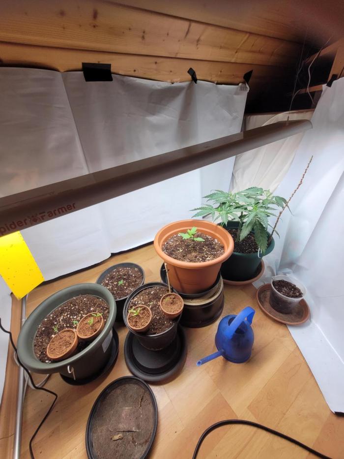 2026 1. Grow. Week 0 - Altes Foto, zeigt nicht die aktuellen 3 Sorten