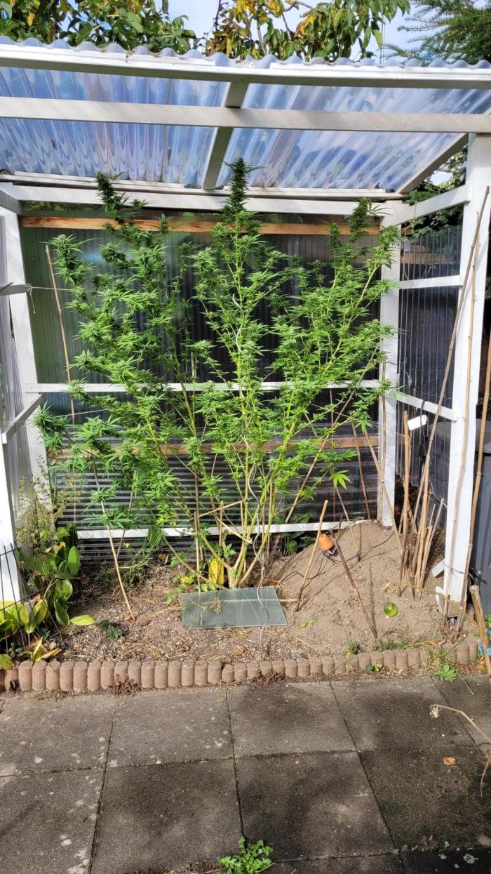 2026 1. Grow. Week 1 - Dieses Foto ist leider auch nur ein Lückenfüller. Eine Chocolate Rainbow XXL