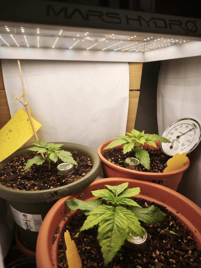 2026 1. Grow. Week 2 - Links Jamaican Pearl, Rechts LA Kush Cake, unten Orange Bud