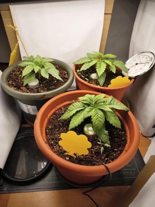 2026 1. Grow. Week 3