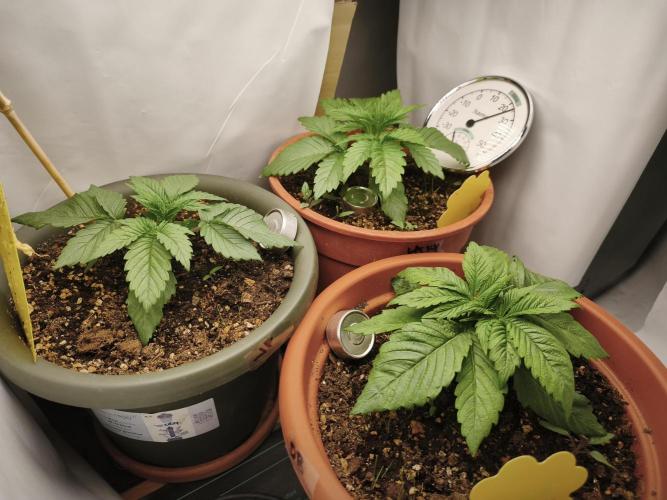 2026 1. Grow. Week 3