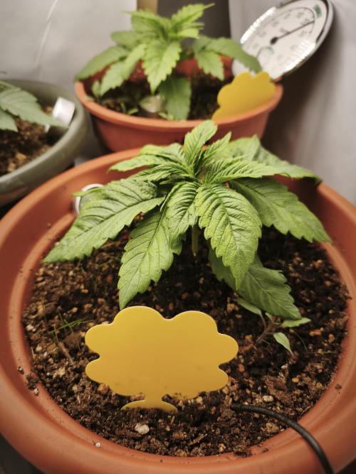 2026 1. Grow. Week 3 - Orange Bud