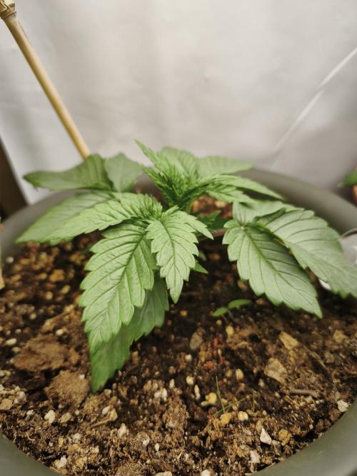 2026 1. Grow. Week 3 - Jamaican Pearl