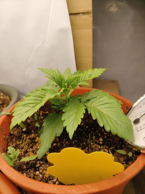 2026 1. Grow. Week 3 - LA Kush Cake
